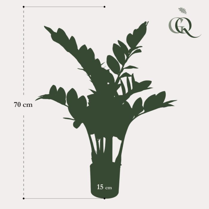 Kunstplant - Zamioculcas - Kamerpalm - 70 cm - Image 5