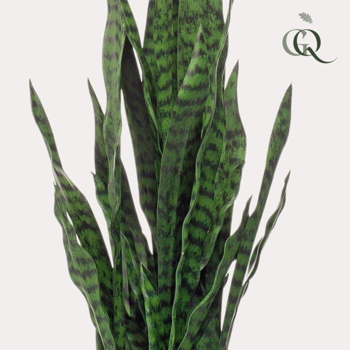 Kunstplant - Sanseveria black coral - Vrouwentong - 97 cm - Image 3