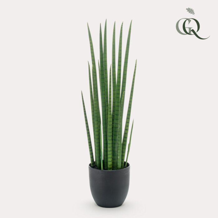 Kunstplant - Sanseveria Cylindrica - Vrouwentong - 70 cm - Image 2