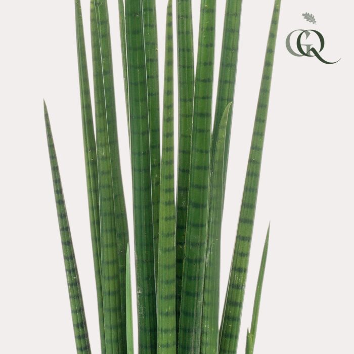 Kunstplant - Sanseveria Cylindrica - Vrouwentong - 70 cm - Image 3