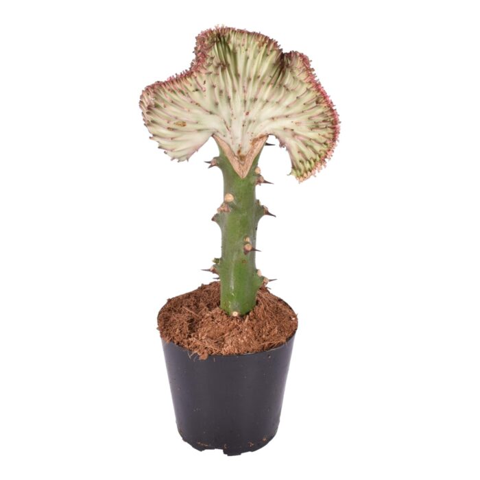 Euphorbia lactea Cristata rood - 30 cm - ø10,5