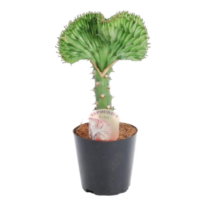 Euphorbia lactea Cristata groen - 30 cm - ø10,5