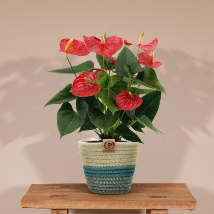 Anthurium andreanum Esudo incl. PURE mand - 45cm - Ø12 - Image 2