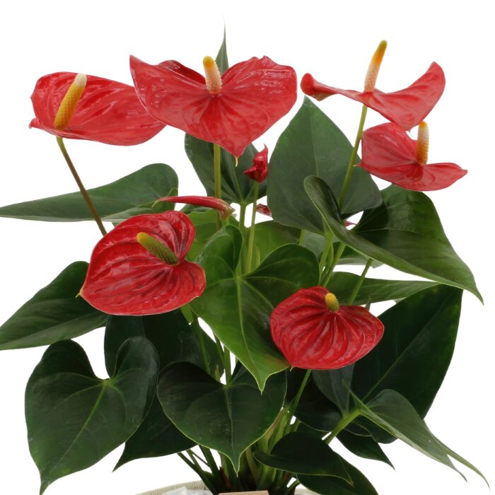 Anthurium andreanum Esudo incl. PURE mand - 45cm - Ø12 - Image 3