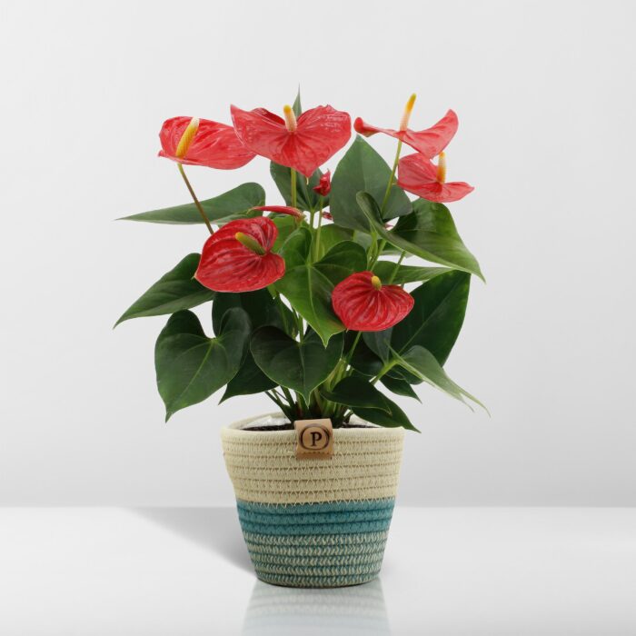 Anthurium andreanum Esudo incl. PURE mand - 45cm - Ø12 - Image 6