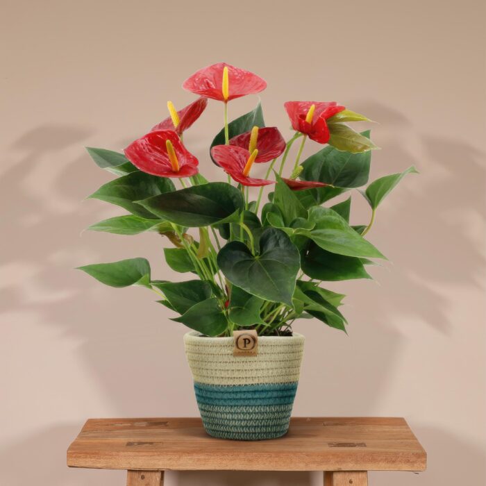 Anthurium andreanum Diamond Red incl. PURE mand - 45cm - Ø12 - Image 2