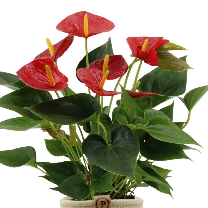 Anthurium andreanum Diamond Red incl. PURE mand - 45cm - Ø12 - Image 3