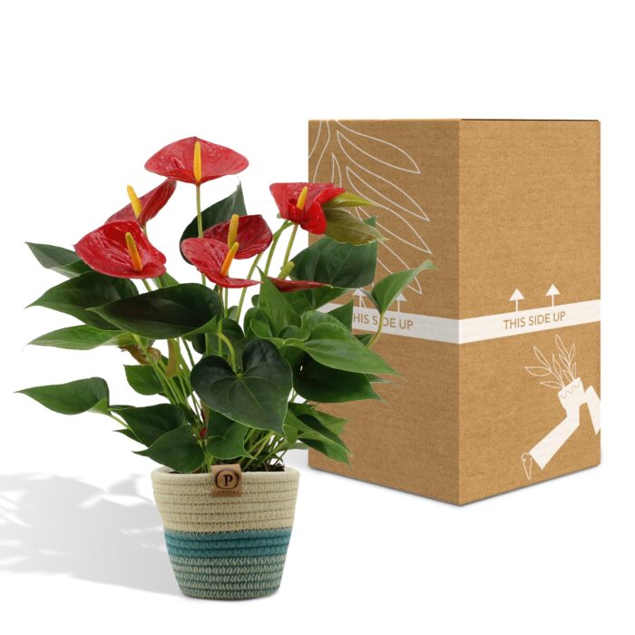 Anthurium andreanum Diamond Red incl. PURE mand - 45cm - Ø12 - Image 5