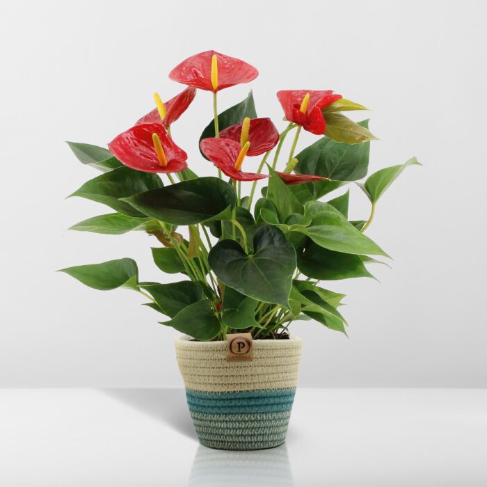 Anthurium andreanum Diamond Red incl. PURE mand - 45cm - Ø12 - Image 6