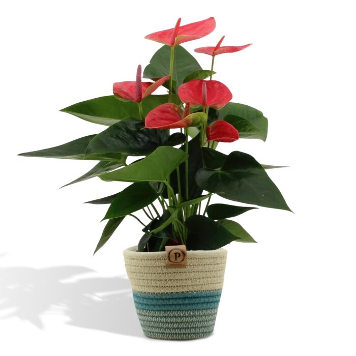 Anthurium andreanum Sweet Dream incl. PURE mand - 45cm - Ø12