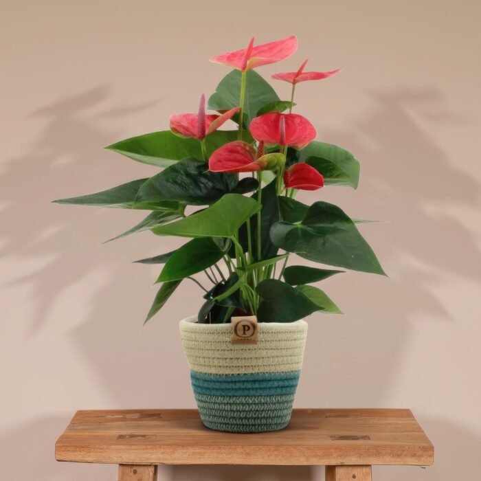 Anthurium andreanum Sweet Dream incl. PURE mand - 45cm - Ø12 - Image 2