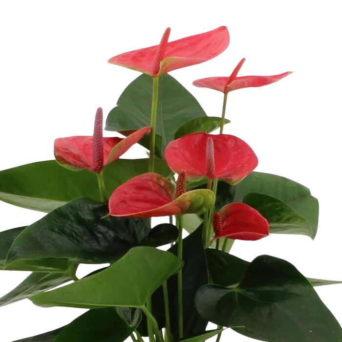 Anthurium andreanum Sweet Dream incl. PURE mand - 45cm - Ø12 - Image 3