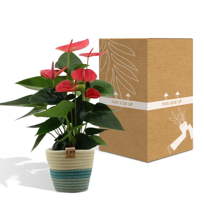 Anthurium andreanum Sweet Dream incl. PURE mand - 45cm - Ø12 - Image 5