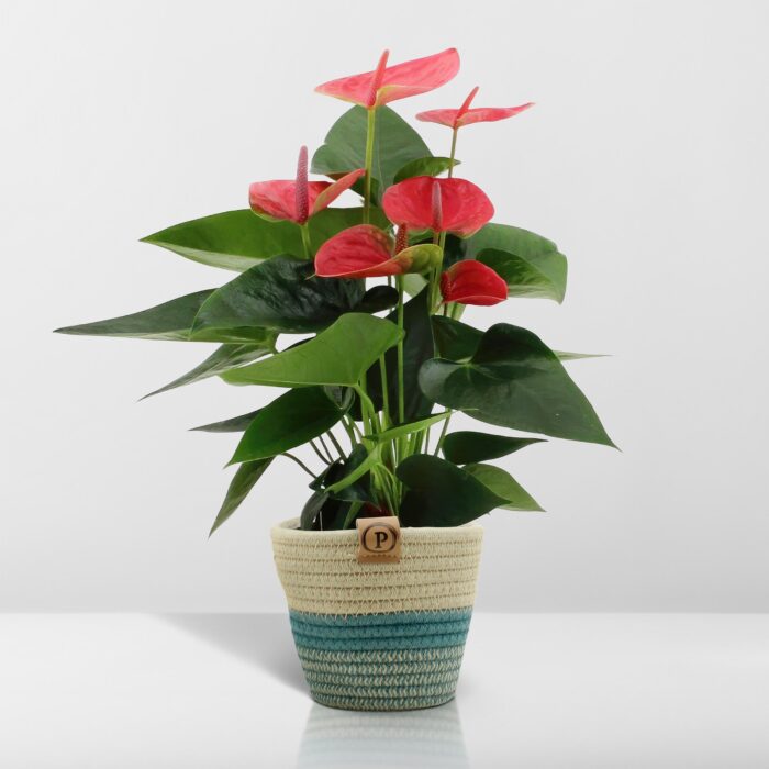 Anthurium andreanum Sweet Dream incl. PURE mand - 45cm - Ø12 - Image 6