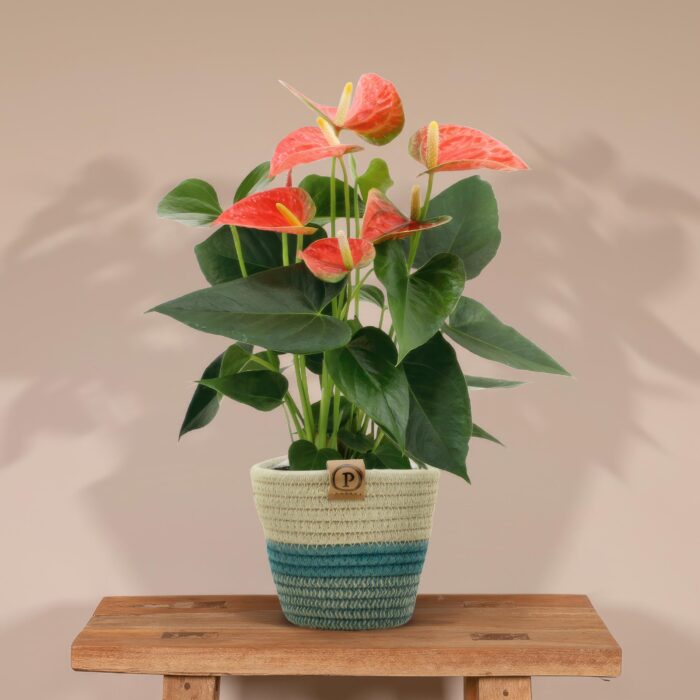 Anthurium andreanum Prince of Orange incl. PURE mand - 45cm - Ø12 - Image 2