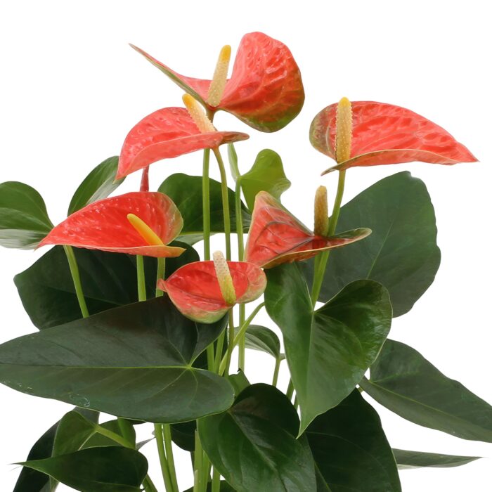 Anthurium andreanum Prince of Orange incl. PURE mand - 45cm - Ø12 - Image 3