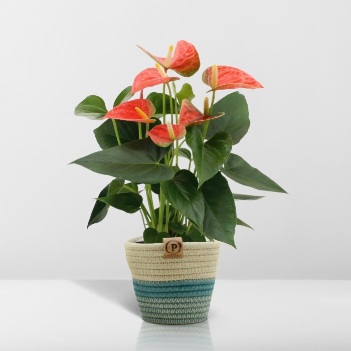 Anthurium andreanum Prince of Orange incl. PURE mand - 45cm - Ø12 - Image 6