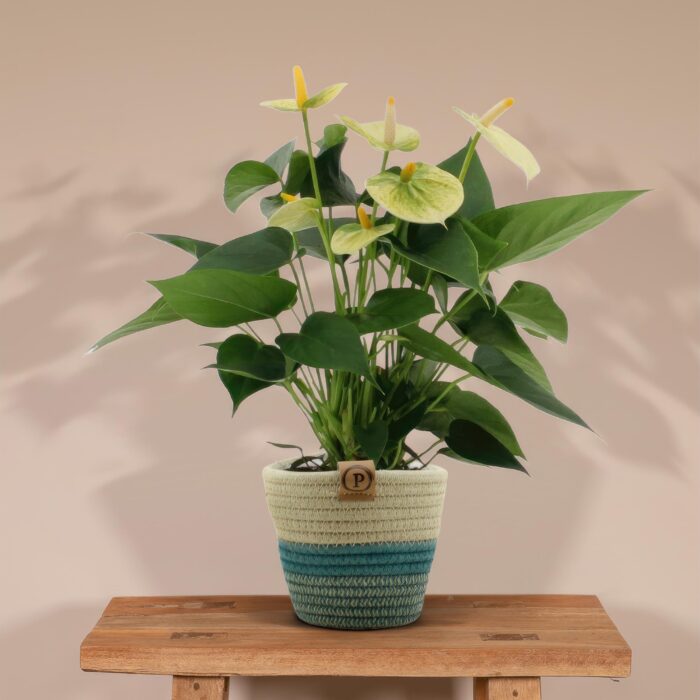 Anthurium andreanum Vanilla incl. PURE mand - 45cm - Ø12 - Image 2