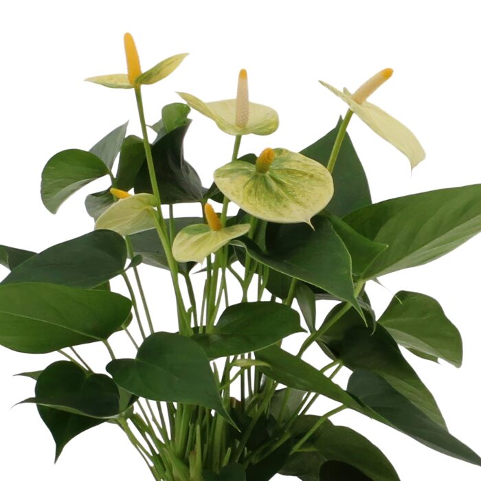 Anthurium andreanum Vanilla incl. PURE mand - 45cm - Ø12 - Image 3