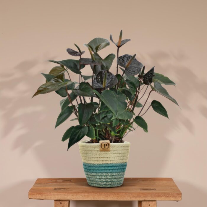 Anthurium andreanum Black Love incl. PURE mand - 45cm - Ø12 - Image 2