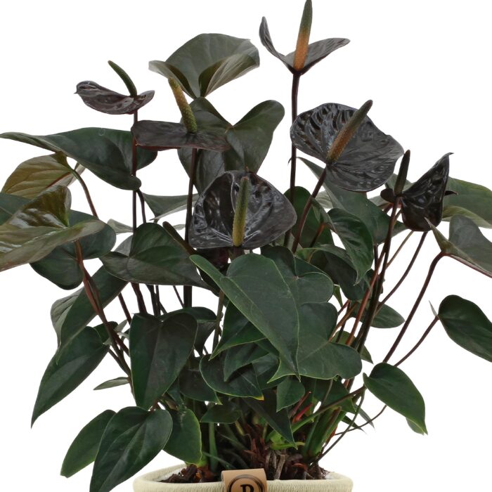 Anthurium andreanum Black Love incl. PURE mand - 45cm - Ø12 - Image 3