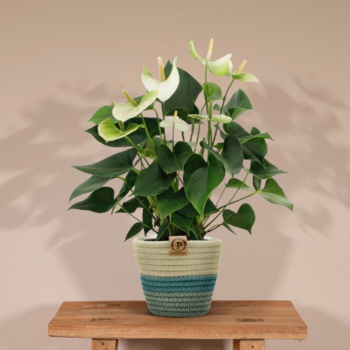 Anthurium andreanum Namora incl. PURE mand - 45cm - Ø12 - Image 2