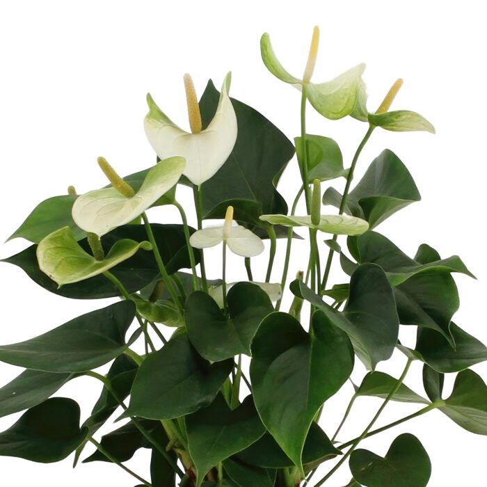 Anthurium andreanum Namora incl. PURE mand - 45cm - Ø12 - Image 3