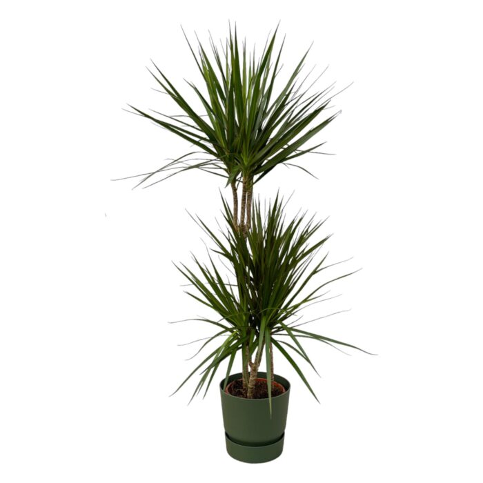 Dracaena Marginata - ↨120cm - Ø21cm inclusief elho Greenville Round groen D24xH23