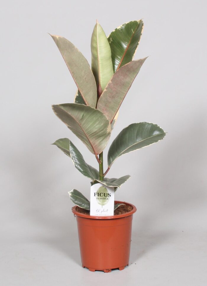 Ficus Elastica Tineke - Ø17cm - ↕60cm