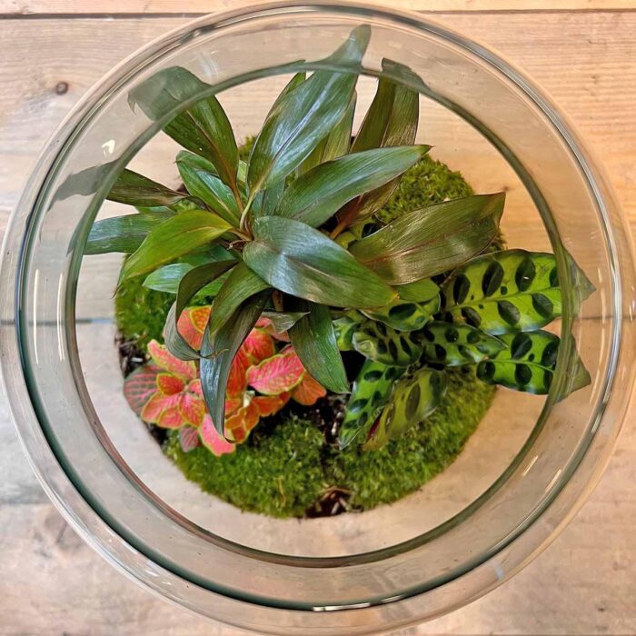 DIY terrarium - Milky Palm - ↕ 30 cm - Image 3