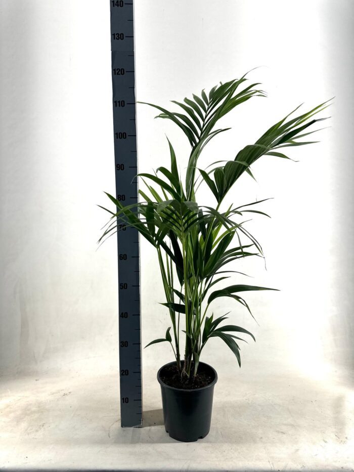 KENTIA - P21 H110 - 5PP - EcoLine (Howea Forsteriana - Ø21cm - ↕110cm