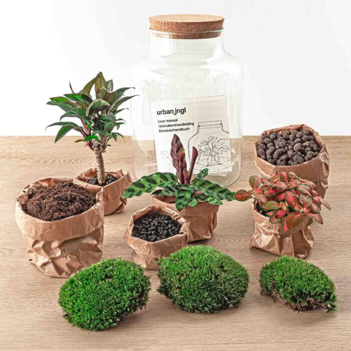 DIY terrarium - Milky Palm - ↕ 30 cm - Image 4