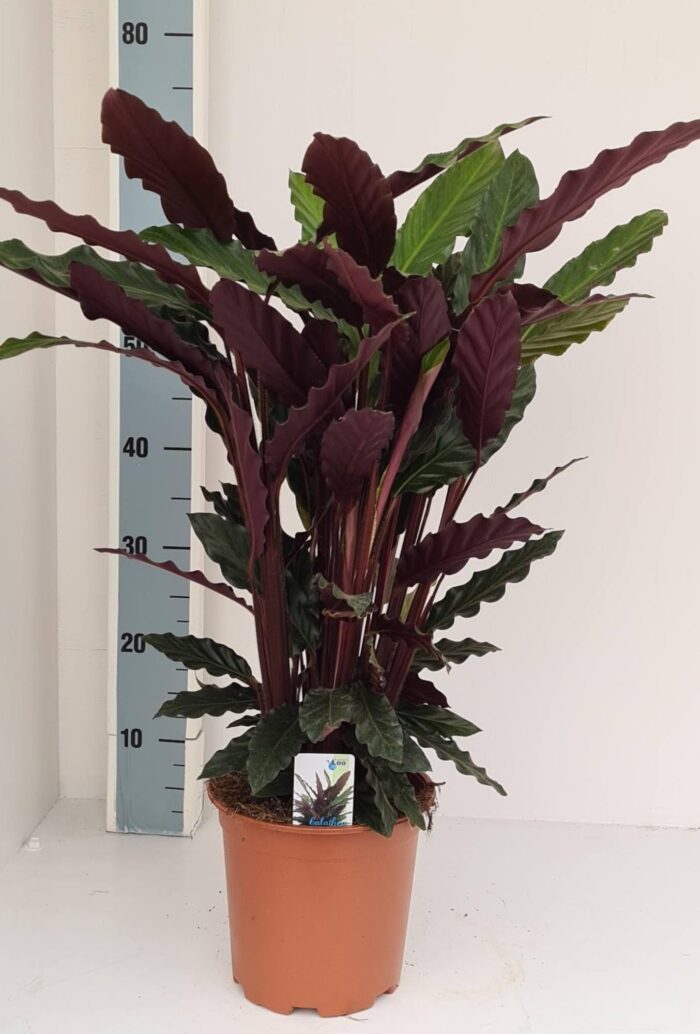 Calathea Rufibarba - Ø19cm - ↕70cm