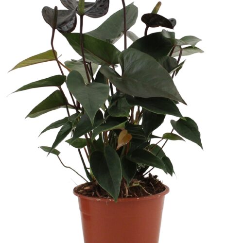 Anthurium Black Love In Transparant Sleeve - Ø12cm - ↕36cm