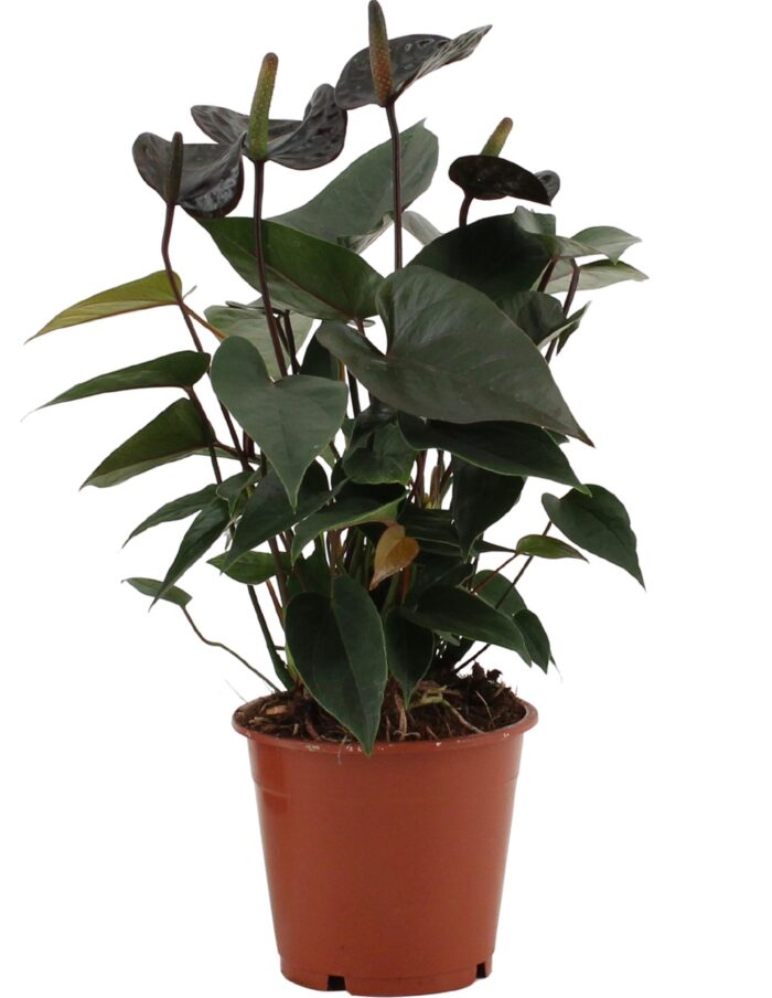 Anthurium Black Love In Transparant Sleeve - Ø12cm - ↕36cm