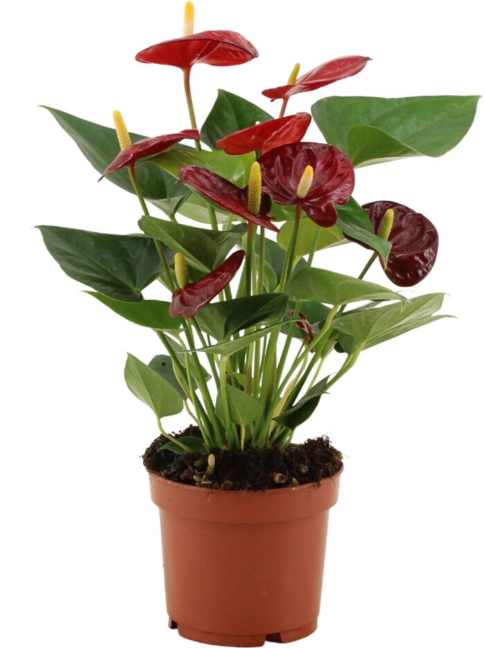 Anthurium Calon In Transparant Sleeve - Ø12cm - ↕36cm