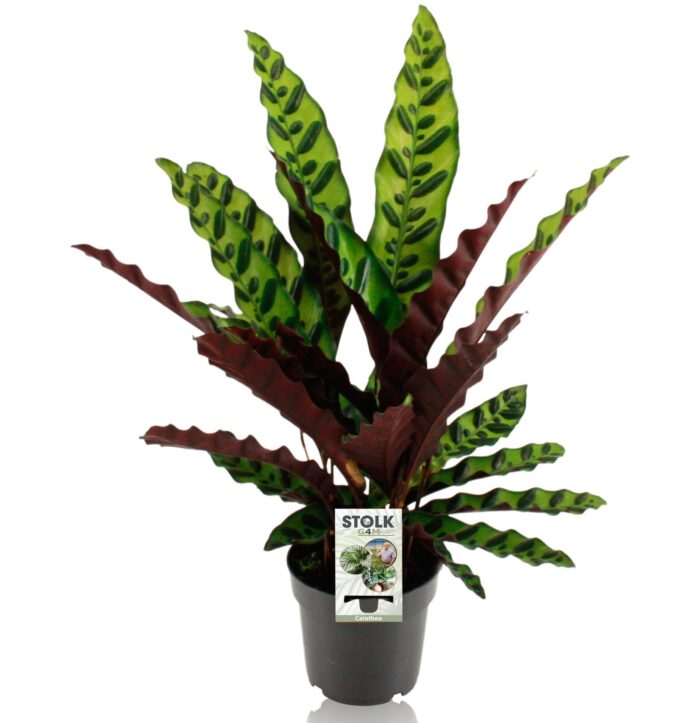 Calathea Lancifolia Insignis - Ø14cm - ↕45cm