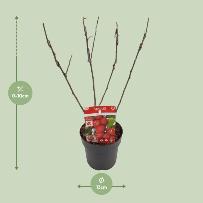 Malus 'Appletini' - Ø13cm - ↕10cm - Afbeelding 2