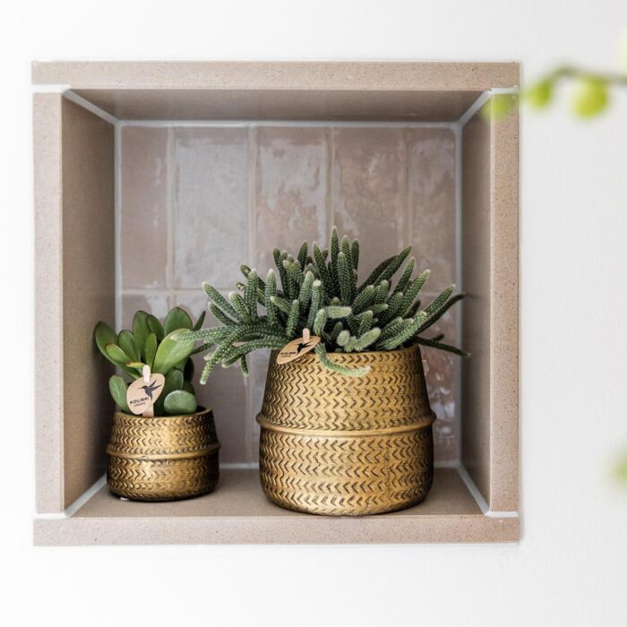 Kolibri Greens | Planten set - met 3 succulenten mix - incl. keramieken sierpotten | potmaat Ø9cm - Afbeelding 3