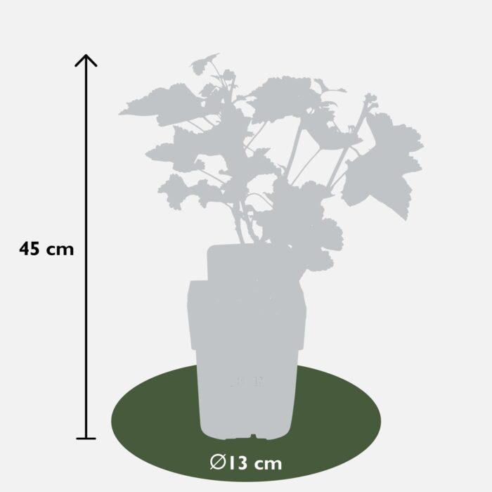 Ribes rubrum 'Jonkheer van Tets' - Aalbes - Ø13cm - ↕45cm - Image 3