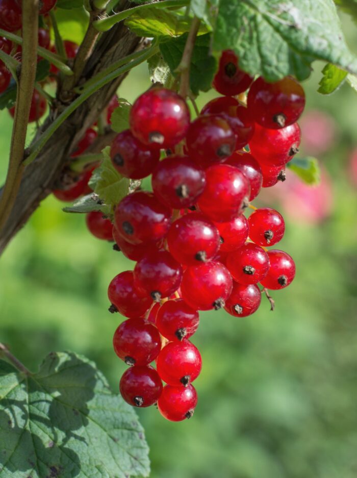 Ribes rubrum 'Jonkheer van Tets' - Aalbes - Ø13cm - ↕45cm - Image 4