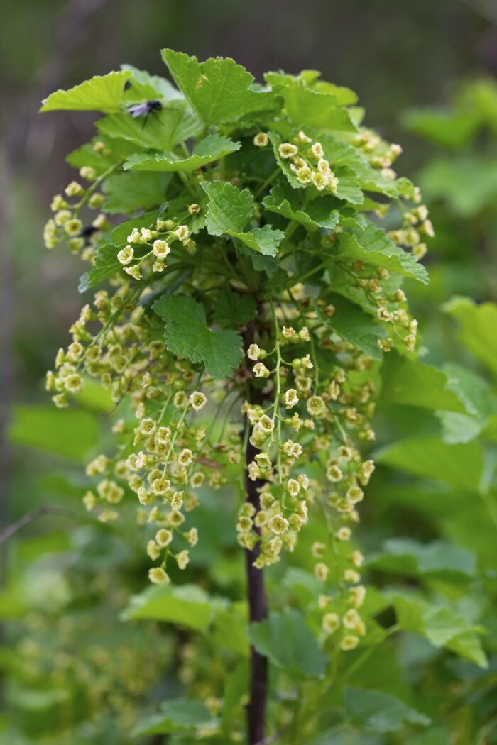 Ribes rubrum 'Jonkheer van Tets' - Aalbes - Ø13cm - ↕45cm - Image 5