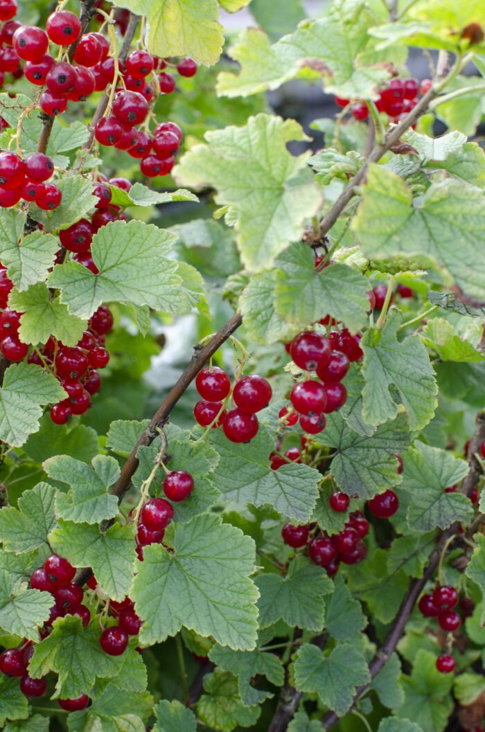 Ribes rubrum 'Jonkheer van Tets' - Aalbes - Ø13cm - ↕45cm - Image 6