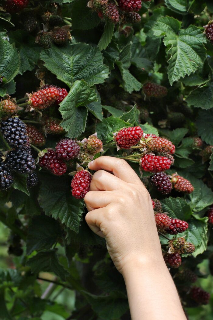 Rubus fruticosus 'Thornless Evergreen' - Doornloze Braam - Ø13cm - ↕45cm - Image 3