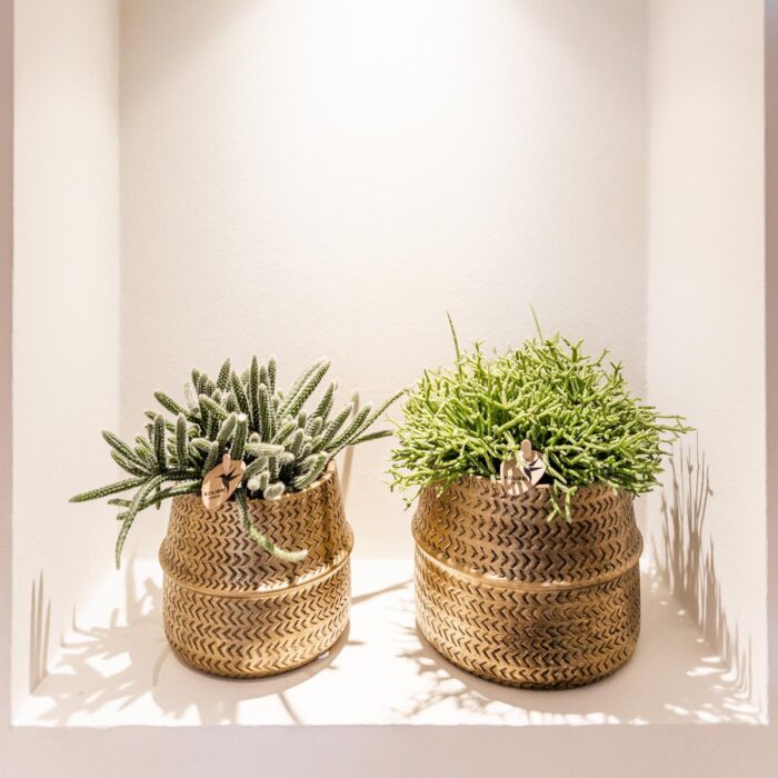 Kolibri Greens | Planten set - met 3 succulenten mix - incl. keramieken sierpotten | potmaat Ø9cm - Afbeelding 4