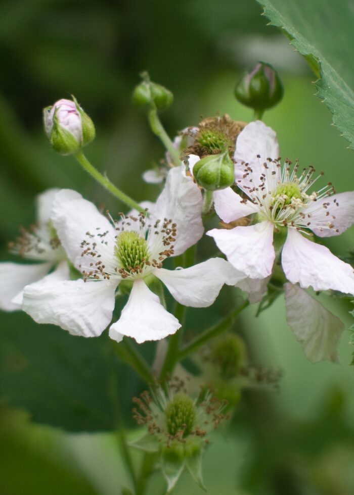 Rubus fruticosus 'Thornless Evergreen' - Doornloze Braam - Ø13cm - ↕45cm - Image 4