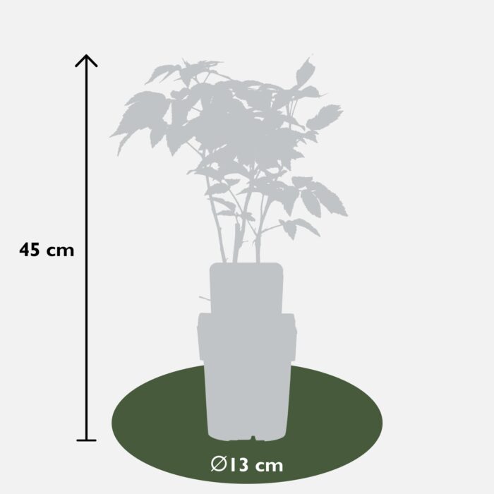 Rubus idaeus 'Malling Promise' - Framboos - Ø13cm - ↕45cm - Image 3