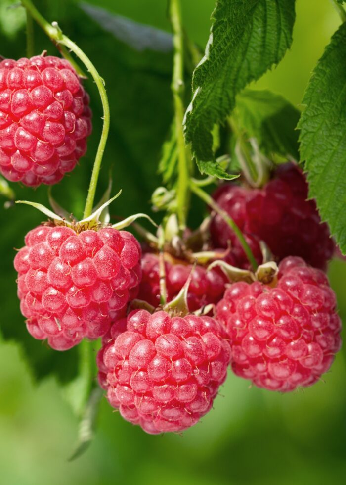 Rubus idaeus 'Malling Promise' - Framboos - Ø13cm - ↕45cm - Image 4