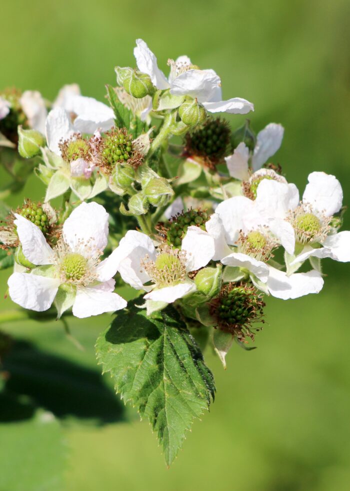 Rubus idaeus 'Malling Promise' - Framboos - Ø13cm - ↕45cm - Image 5