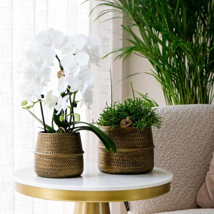 Kolibri Greens | Planten set - met 3 succulenten mix - incl. keramieken sierpotten | potmaat Ø9cm - Afbeelding 5